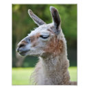 Search for white llama posters Farm
