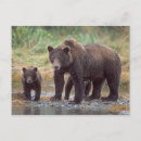 Search for bear postcards Usa
