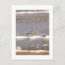 Search for head in sand postcards Ocean