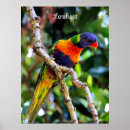 Search for lorikeet parrot art Bird