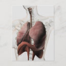 Search for human representation Organ
