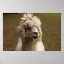 Search for lama art Animal
