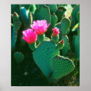 Search for cactus flower posters Blossom