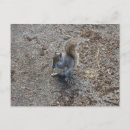 Search for squirrel picture postcards Cute