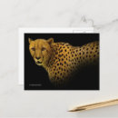 Search for big cat postcards Cheetah