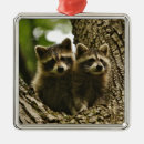 Search for raccoon christmas tree decorations Wildlife