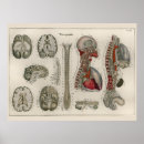 Search for brain anatomy posters Human