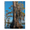 Search for cypress tree Spanish moss