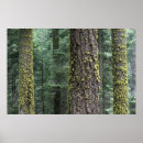 Search for old growth forest art National park