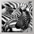 Search for black white horizontal stripes pattern art Zebra