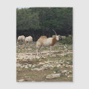 Search for oryx Wildlife