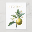 Search for orange blossom postcards Travel