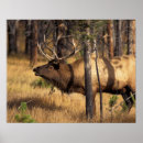 Search for bugle posters Bull
