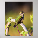 Search for hummingbird posters Cute