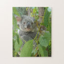 Search for koala bear puzzles Australia