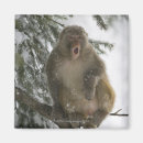 Search for sitting monkey Nature