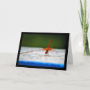 Search for glider cards Photography
