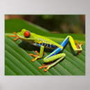 Search for frog posters Cute