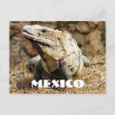 Search for lizard photography Animal