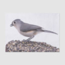 Search for titmouse Botanical