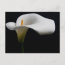 Search for calla postcards Garden