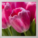 Search for pink tulip posters Blossom