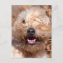 Search for coated postcards Dog