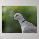 Search for collars posters Wildlife