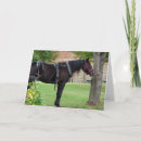 Search for amish cards Equine