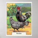 Search for vintage chicken posters Birds