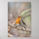 Search for robin posters Animal