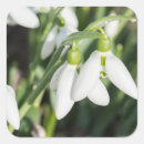 Search for snowdrops stickers Green