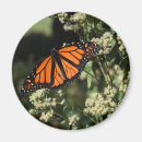 Search for monarch butterfly magnets Insect