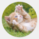 Search for cat playing stickers Cute