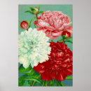Search for vintage peony art Peonies