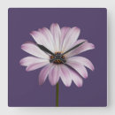 Search for daisy flower clocks Blossom
