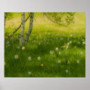 Search for daffodil posters Nature