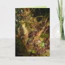Search for fern leaf cards Ferns