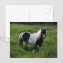 Search for shetland ponies postcards Pony