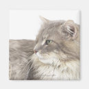Search for down magnets Animal