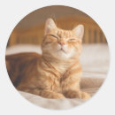 Search for sleepy cat stickers Tired