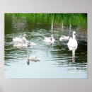 Search for swan posters Nature