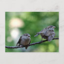 Search for fledgling postcards Nature
