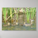 Search for puddles posters Duck
