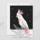 Search for african grey parrot christmas cards Cockatoo