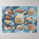 Search for blue sea coral posters Seashells