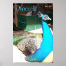 Search for blue peacock bird posters Pheasant