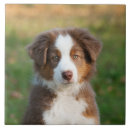 Search for australian tiles Dogs