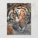 Search for sumatran postcards Cat