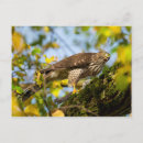 Search for cooper postcards Wildlife